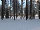 Какая у нас зимняя сказка в Лен.области?