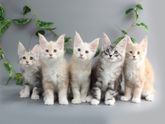 Мейн кун. Котята.