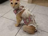 Кошка после кастрации