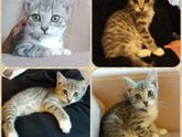 Санкт-Петербург!SOS!Котёнок в хорошие руки!