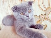 Наглая усатая мордаха🐱