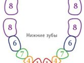Зубы