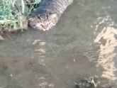 Кот водоплавающий)))