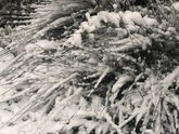 В Нью-Йорке падает первый снежок ❄️☃️??