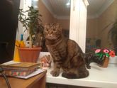 Коооотик