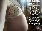 26 недель к концу подходят