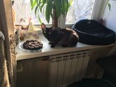 Кошачье ПП:) Натуралка.