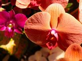 Orchids show