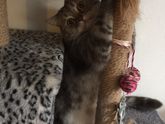 Отдала кота теперь жалею 😿
