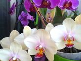 Мои любимые орхидеи.