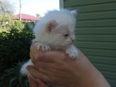 Отдам котят в дар.