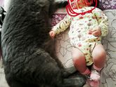 Маленький котик
