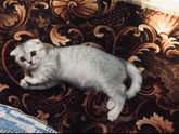 котик