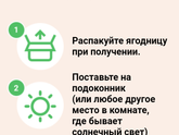 Хочу заказать набор клубники