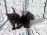 Наши кото-новости)🐱