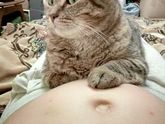 Кот и беременность