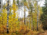 Кайфовая Осень