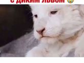 Девочки ну что за