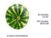 39 недель ?