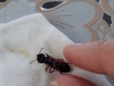 Кто силен??