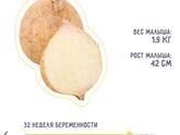 Вот и 31 неделя
