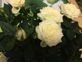 Роза Кордана🌹