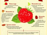 ?Чем полезна и вредна малина при беременности? ?