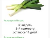38 недель