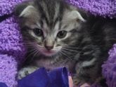 Помогите с именем для кошечки)