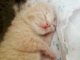 Потихоньку подыскиваю котятам хозяев)