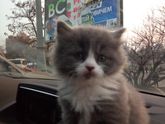 Как назвать это чудо) ?Это котик