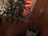 Юкка 🌴