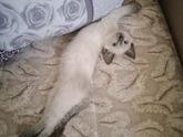 У нас дома новый