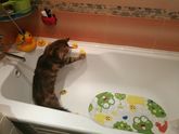 Кошка