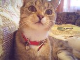Моя кошка достала везде