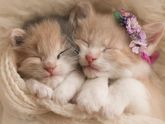 Всемирный день кошек:)