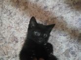 Наш Чернышевский???? зовут боб?муж