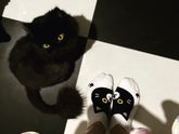 Все о детях, а я всё про кота 😆