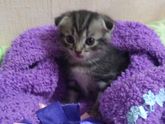 Помогите с именем для кошечки)