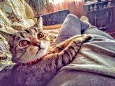 Моя прелесть ?.кошка