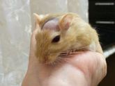 А у нас - четверняшки!
