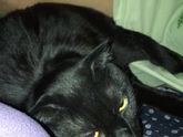 Котик странно себя ведёт 😆
