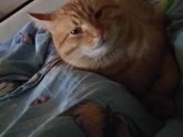 Мой кот сошел с ума