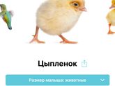 Цыплёночек мой маленький