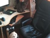 Кошка это нечто