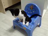 Кот и горшок ?
