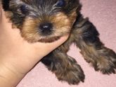 Продаются щенки 🐶 Йорка