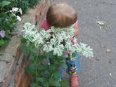 Цветы