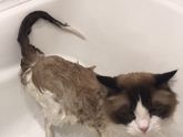 Котик и фен