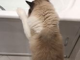 Котик и фен